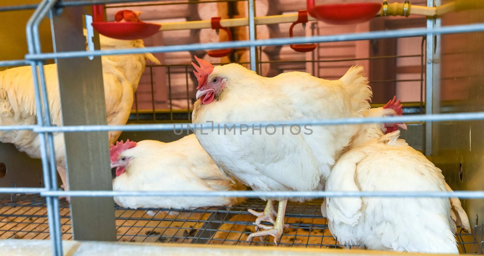 Chickens in a cage near a feeder and drinker with a rooster