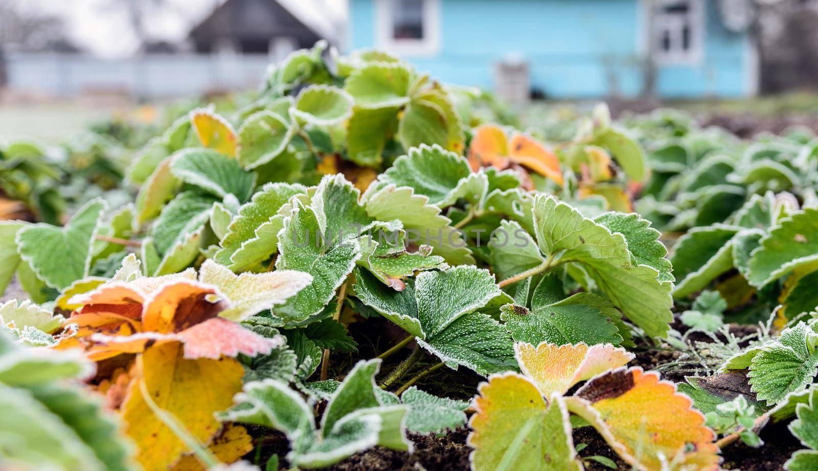 strawberry bush grows in winter in an open garden covered with frost.