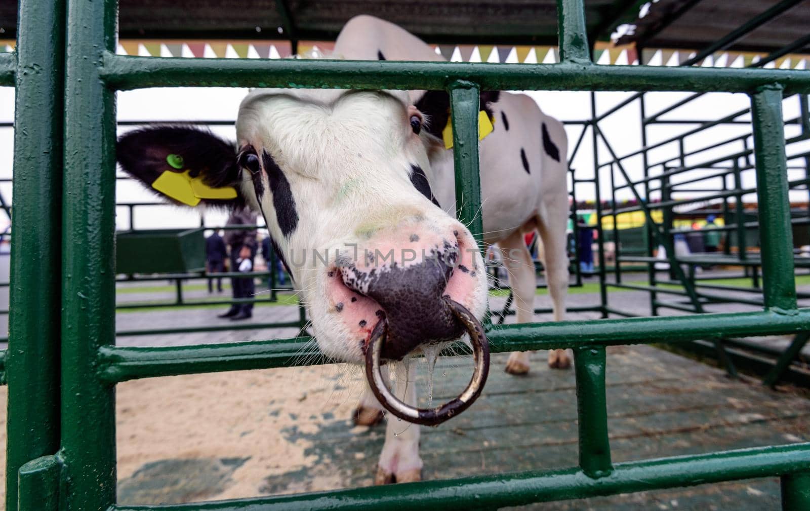 Close-up of the muzzle of a bull standing in a stall in the open air. Meat and milk production