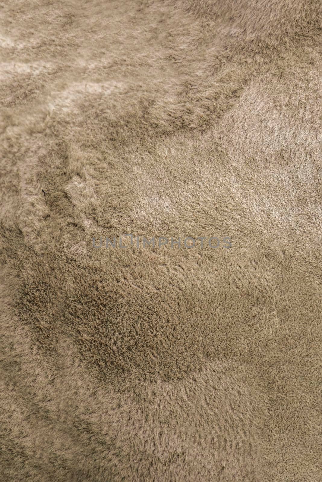 Camel texture. Camel skin close up. Camel wool for background or texture.