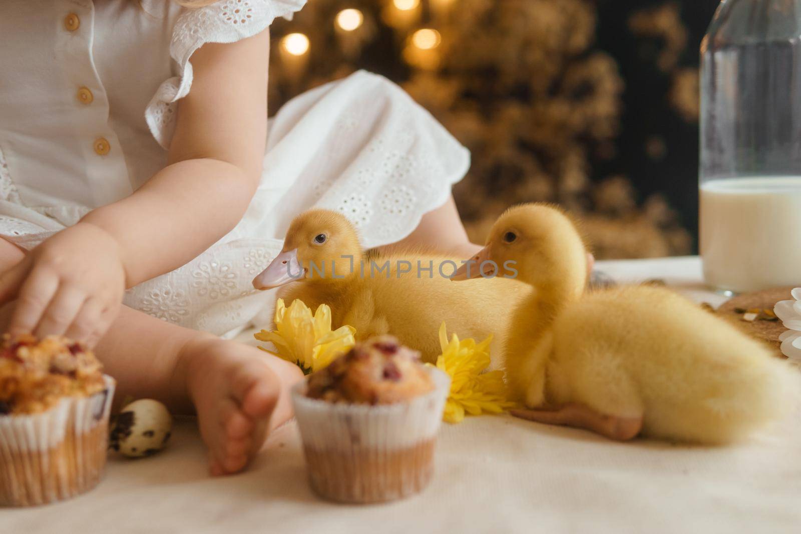 Cute fluffy ducklings on the Easter table with quail eggs and Easter cupcakes, next to a little girl. The concept of a happy Easter.