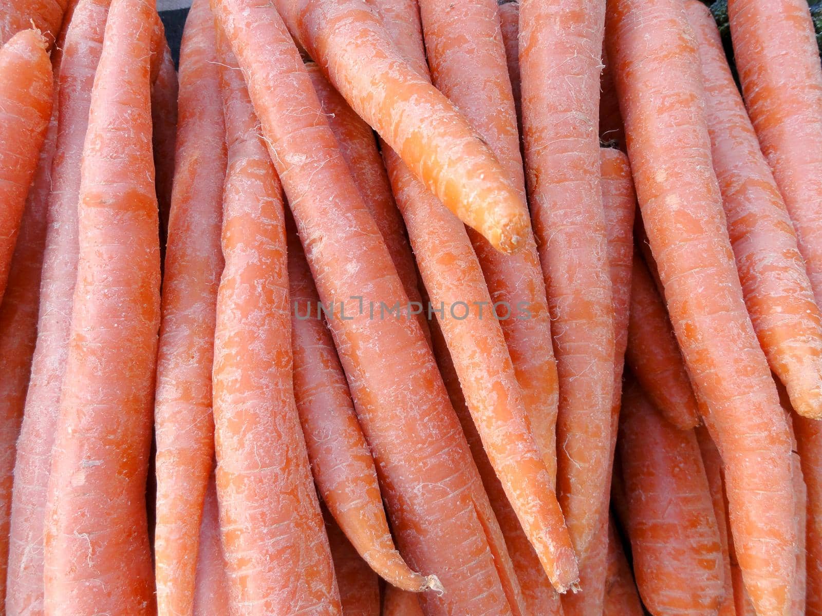 Close-up of Row large Carrots on display at farmers market