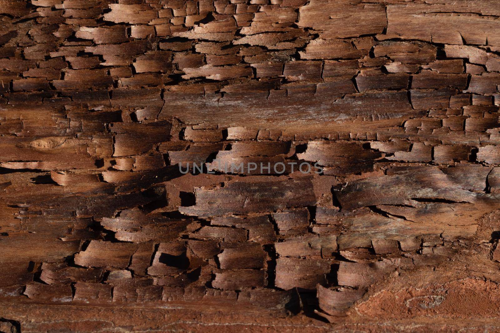 The bark pattern is a seamless wood texture. For background woodwork, brown hardwood bark.