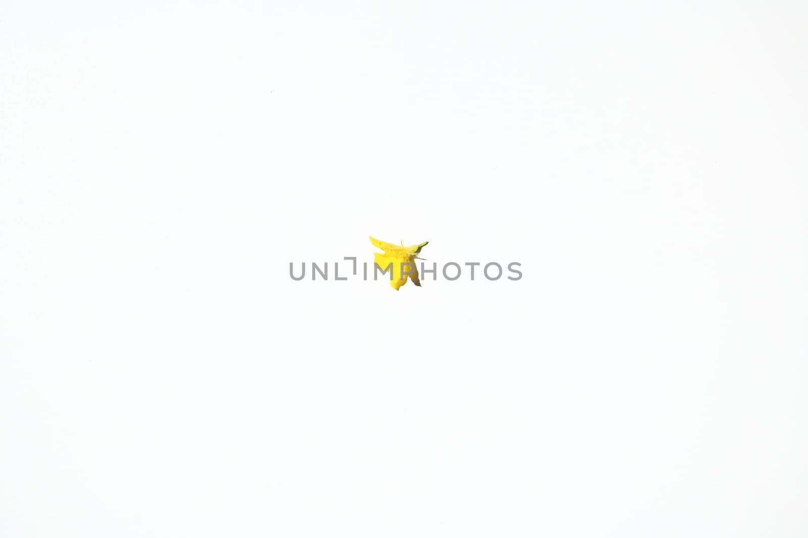 Flat lay. Top view. Horizontal photography. Studio shot of a single object- a yellow flower of blooming cucumber plant, isolated on white background with copy ad space for text or web banner