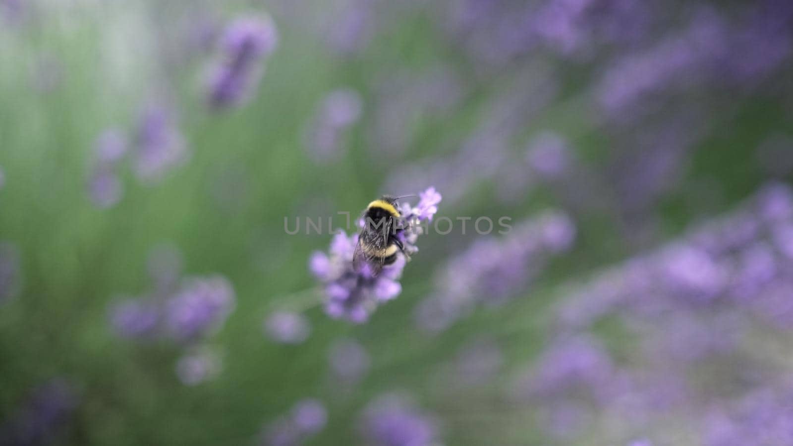 Flying bumble-bee gathering pollen from lavender blossoms. Close up Slow Motion. Beautiful Blooming Lavender Flowers swaying in wind. Provence, South France, Europe. Calm Cinematic Nature Background.