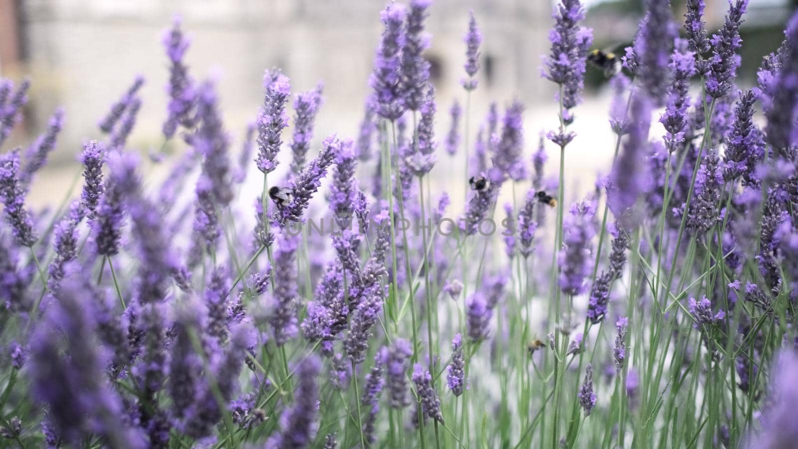 Flying bumble-bee gathering pollen from lavender blossoms. Close up Slow Motion. Beautiful Blooming Lavender Flowers swaying in wind. Provence, South France, Europe. Calm Cinematic Nature Background.