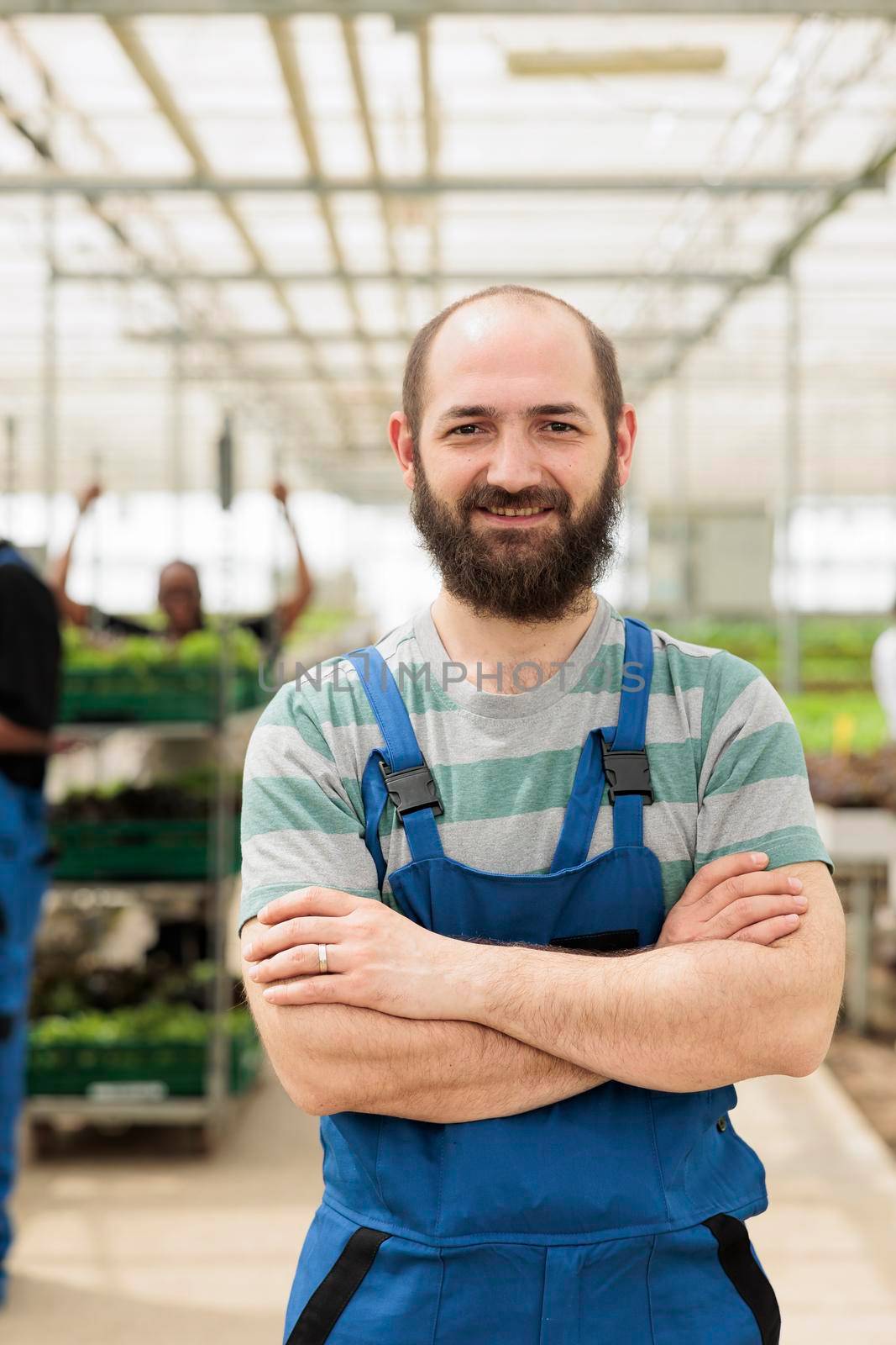 Portrait of smiling man posing with arms crossed in modern greenhouse with crates of fresh lettuce ready for delivery to supermarket. Organic farm worker posing happy in bio vegetables local business.