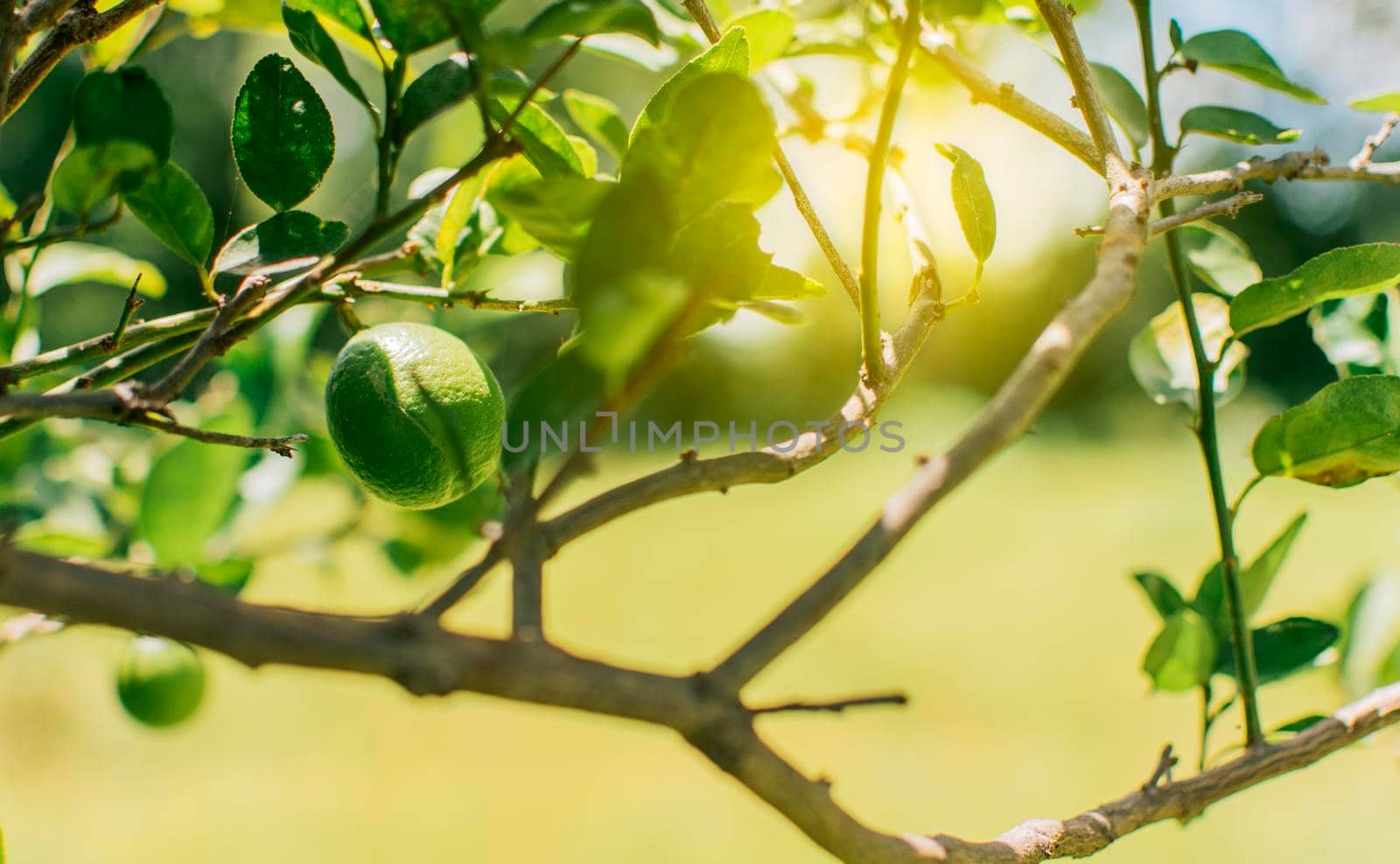 Beautiful unripe lemons in a garden with out of focus background, beautiful green lemons hanging on a branch, Green lemons in a gardener with natural background.