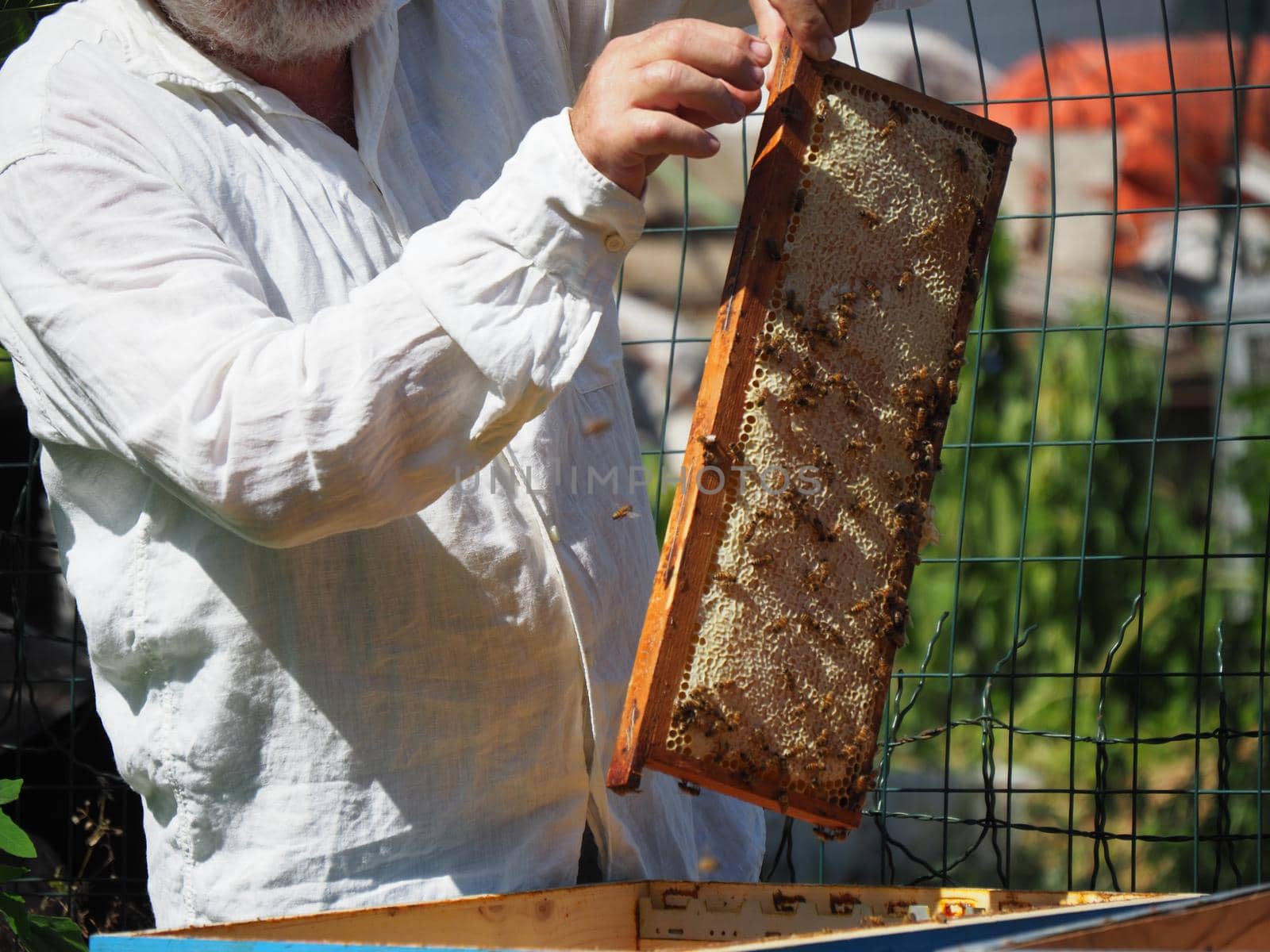 Beekeeper working with bees and beehives on the apiary. Beekeeping concept. Beekeeper harvesting honey Beekeeper on apiary.