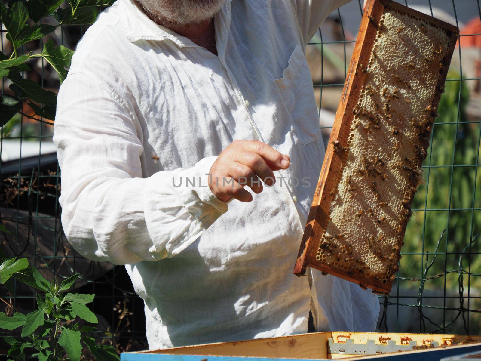 Beekeeper working with bees and beehives on the apiary. Beekeeping concept. Beekeeper harvesting honey Beekeeper on apiary.