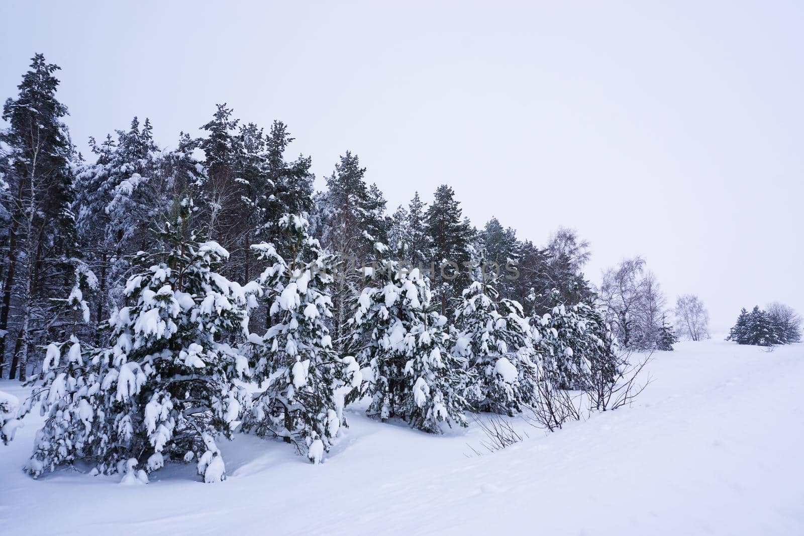 Winter landscape with snow-covered pines. High quality photo