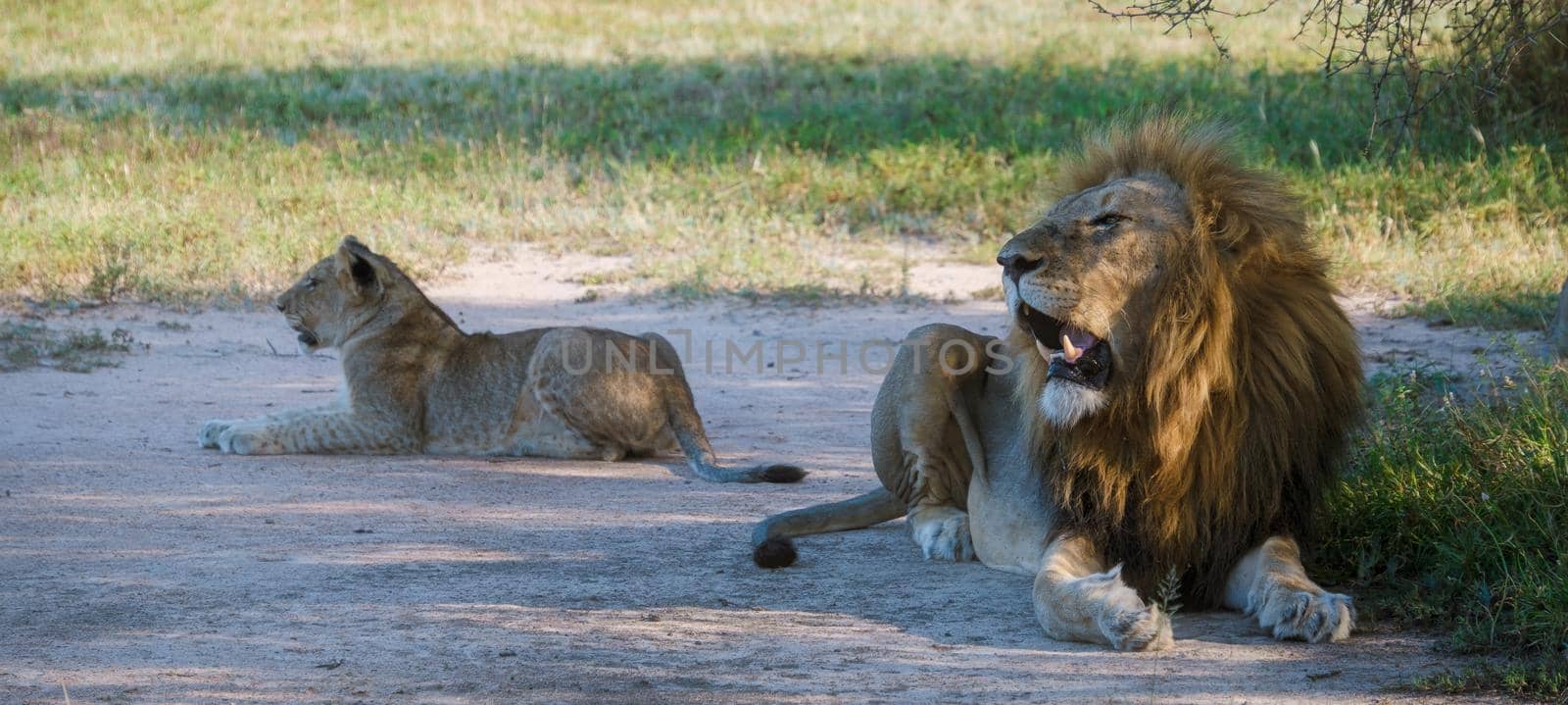 African Lions during safari game drive in Kruger National park South Africa. close up of Lions looking into camera