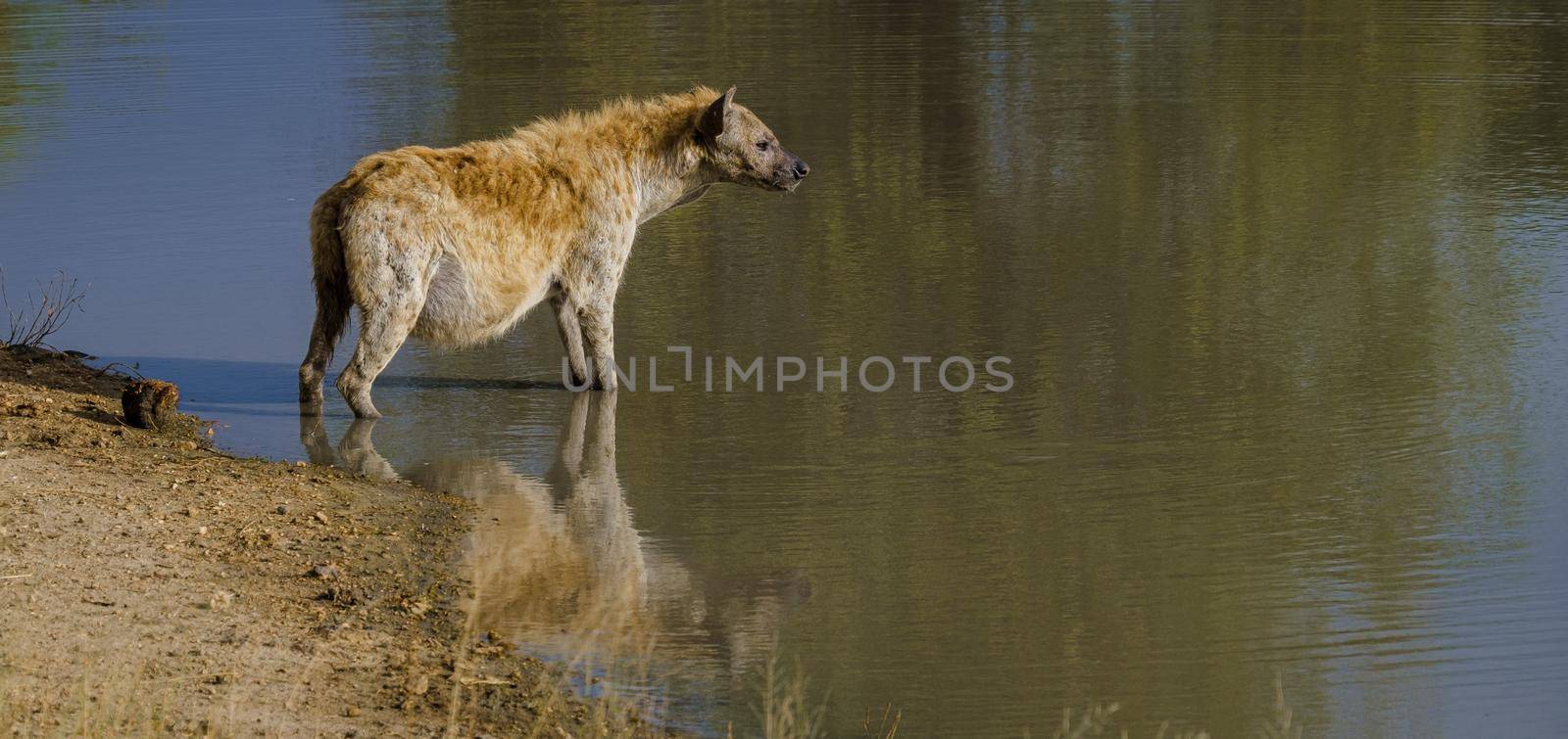 Pregnant Hyena in water lake with reflection at Kruger National park South Africa. pregnant hyena mam during sunset