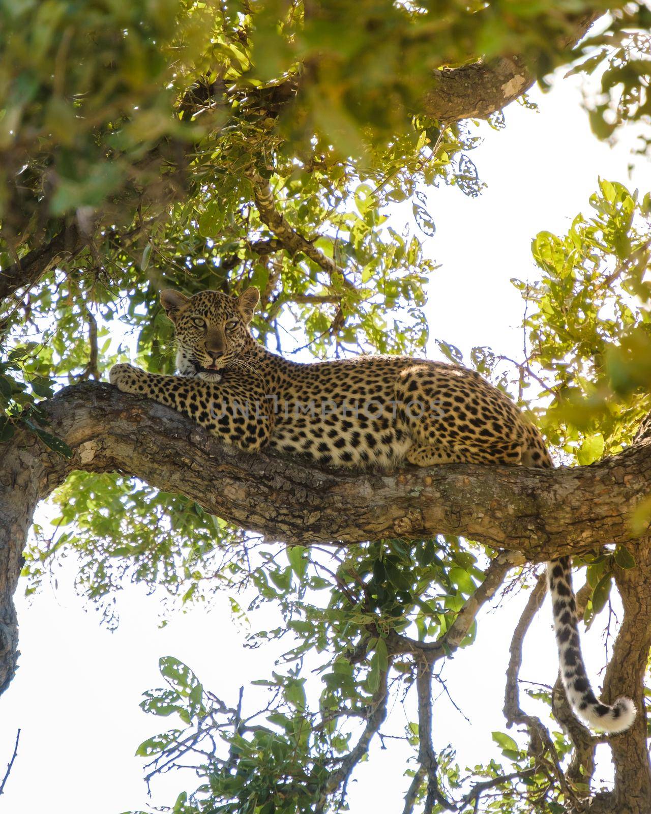 Leopard in Kruger national park South Africa by fokkebok