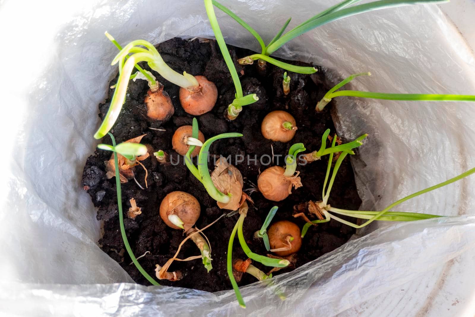 new young green sprouts seedlings or feathers of onions closeup for lettuce and for food. High quality photo