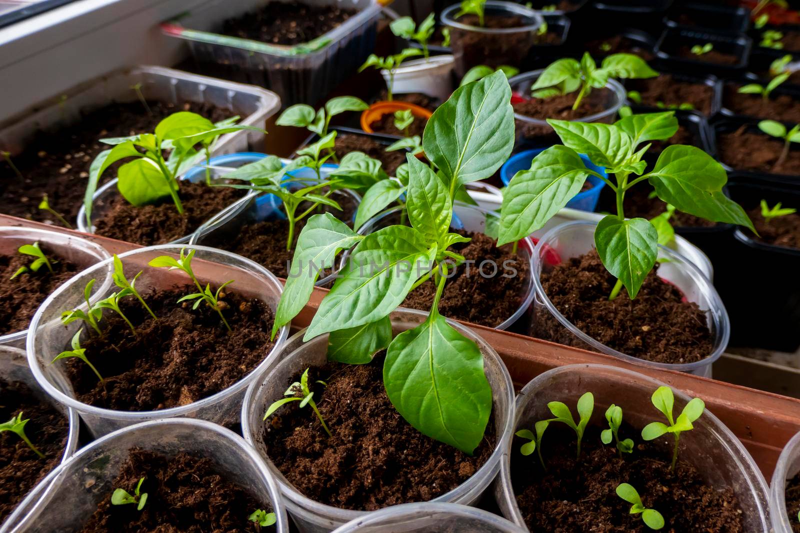 seedlings in pots. Baby plants seeding, black hole trays for agricultural seedlings. The spring planting. Early seedling, grown from seeds in boxes at home on the windowsill