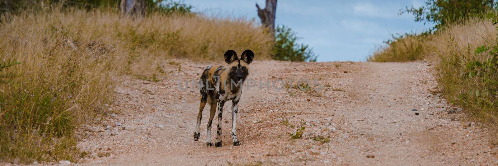 African wild dog during safari game drive in Kruger national park South Africa. close up of an African wild dog in the bush