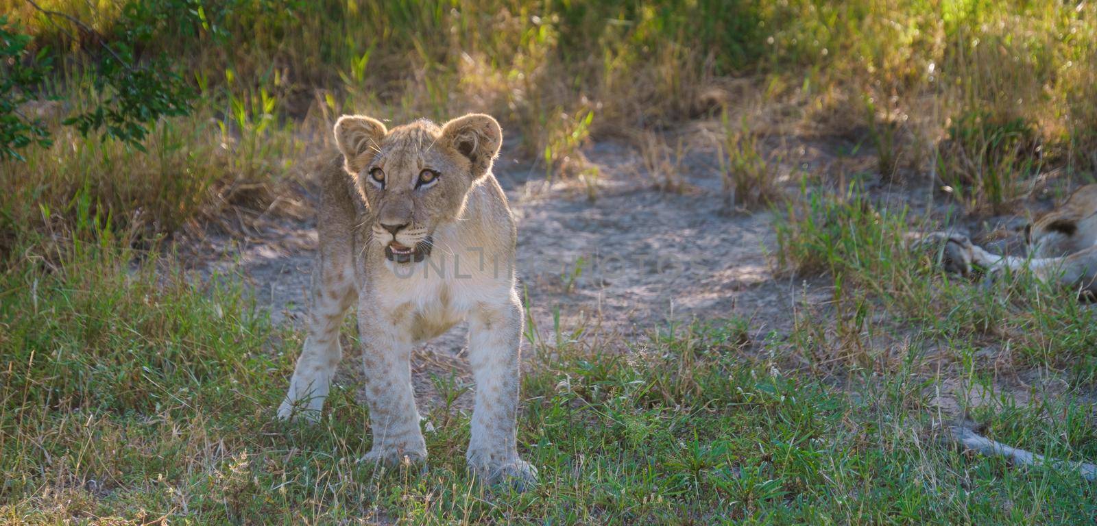 African Lions during safari game drive in Kruger National park South Africa by fokkebok
