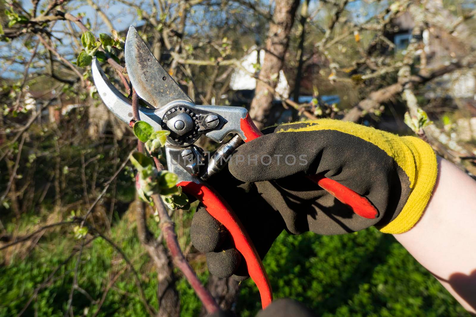 Pruning the garden in early spring. A hand in a working glove with a paper cuts off the branches of an apple tree. Caring for fruit trees in the garden.
