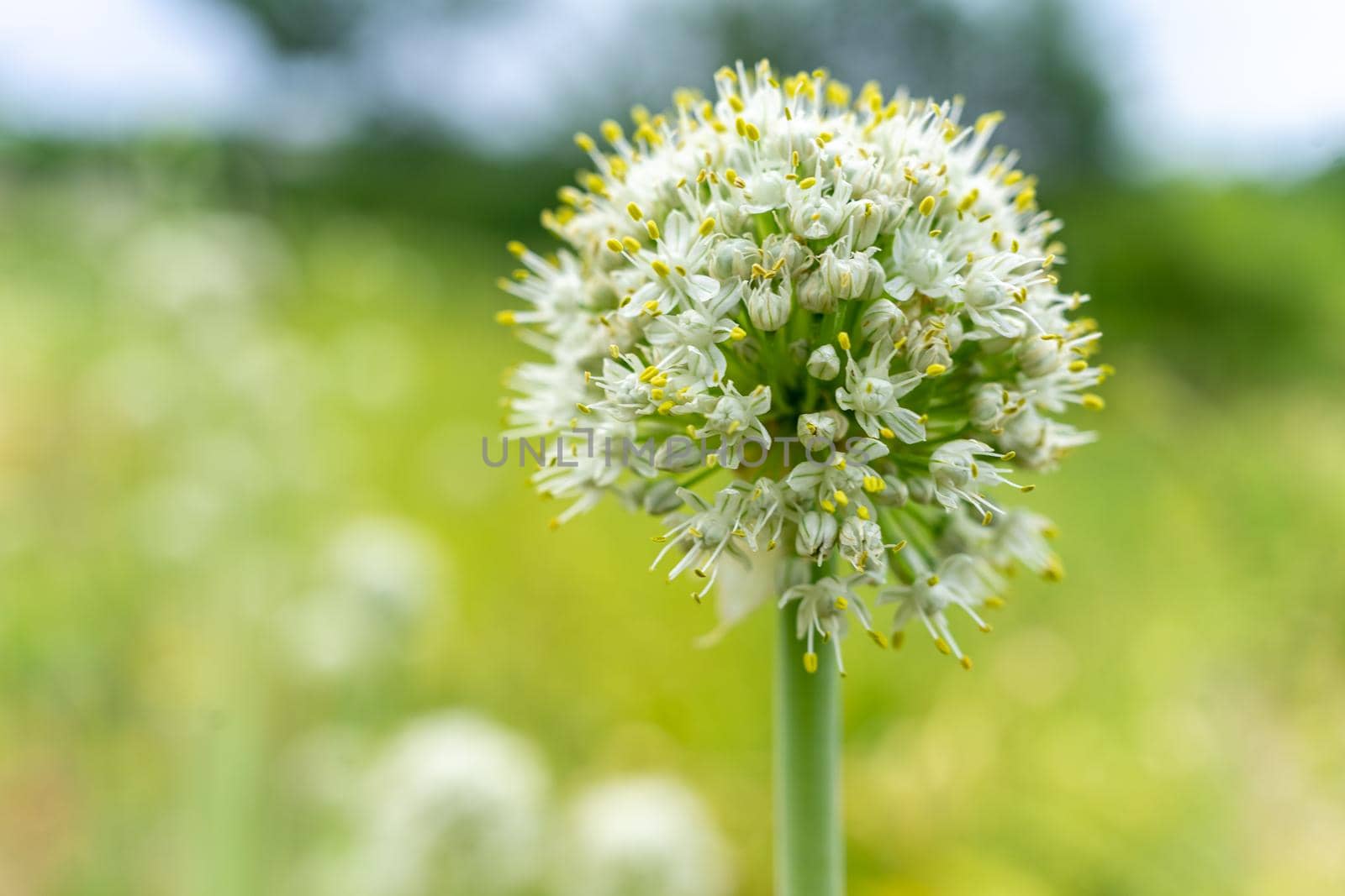 Garlic flower. Plant and grow at home. Garlic seeds. Rural natural background with place for writing. Clouse up.