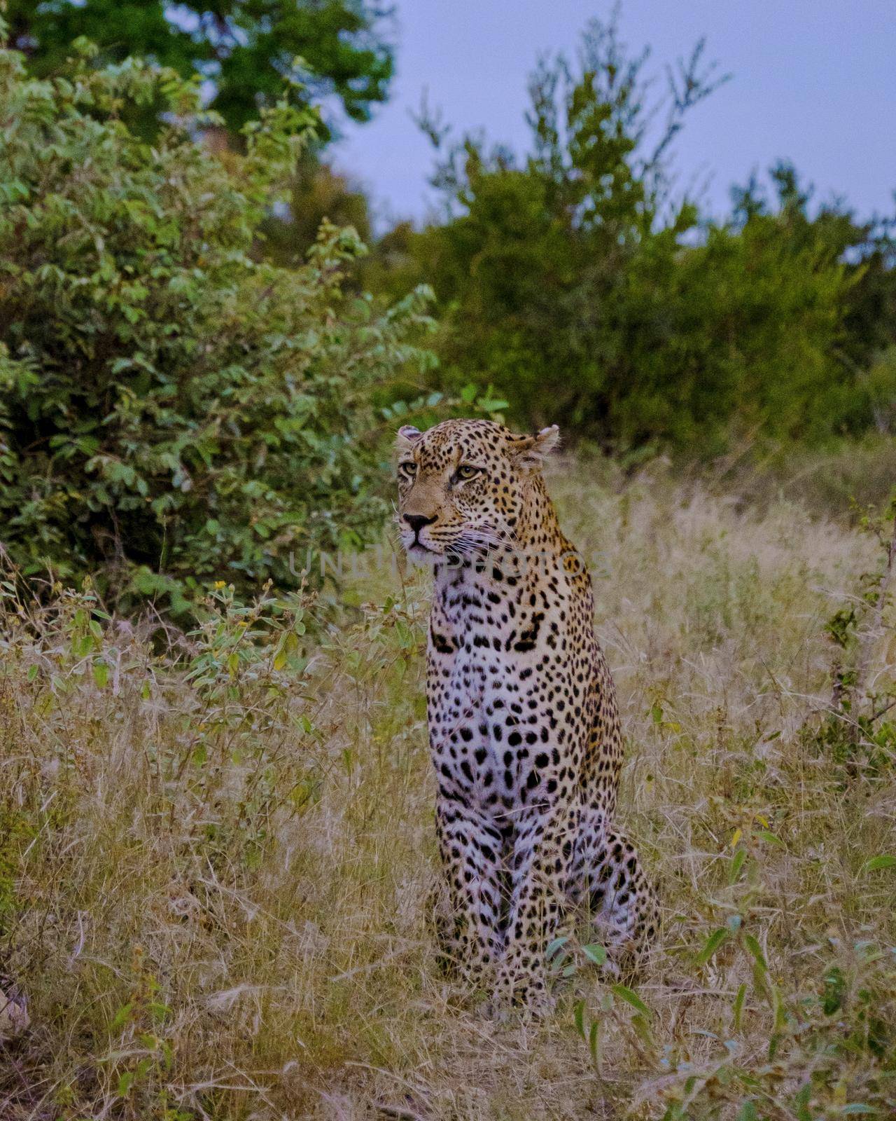 Leopard in Kruger national park South Africa by fokkebok