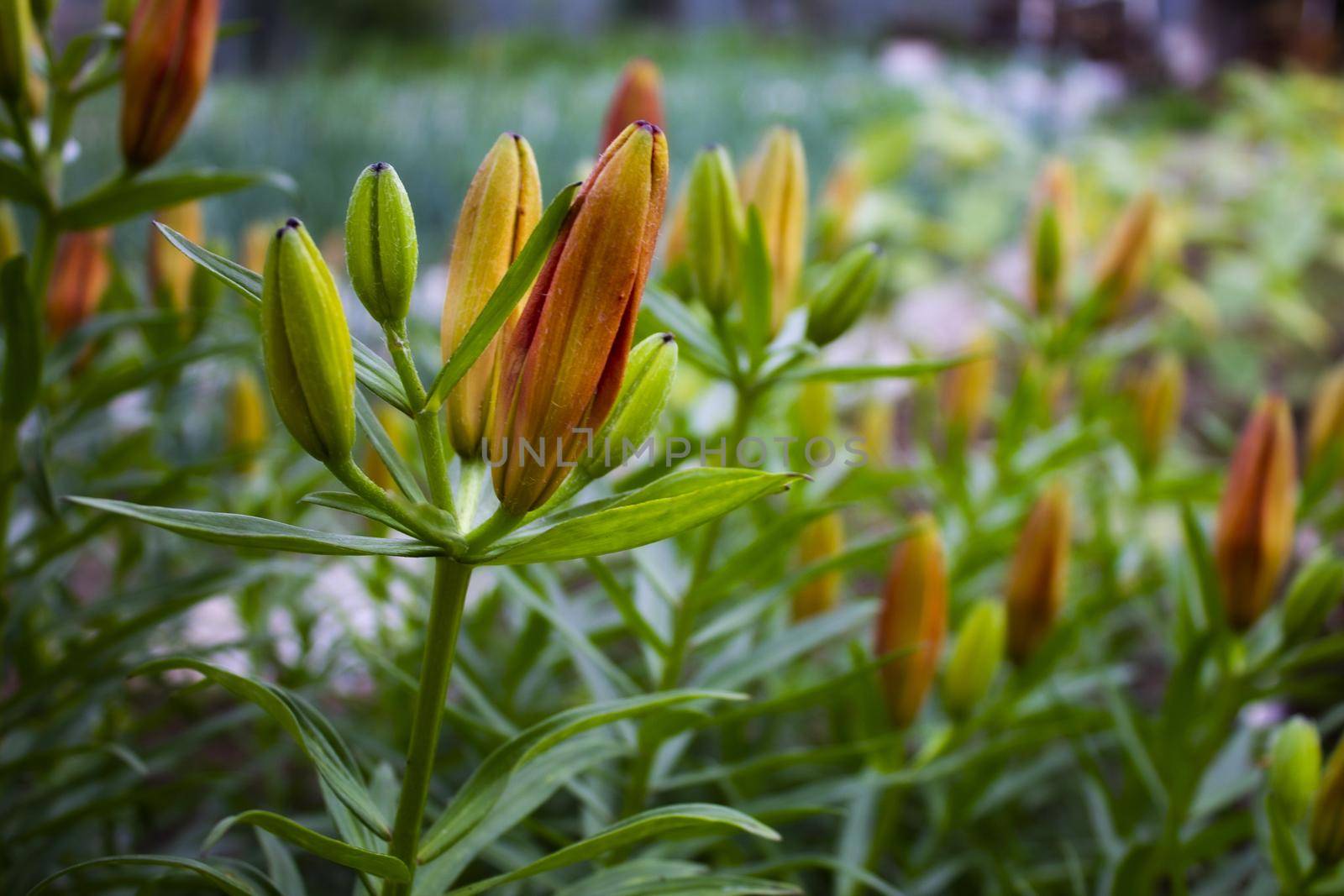 unfocused photo of closed buds of orange tiger lilies in the home garden