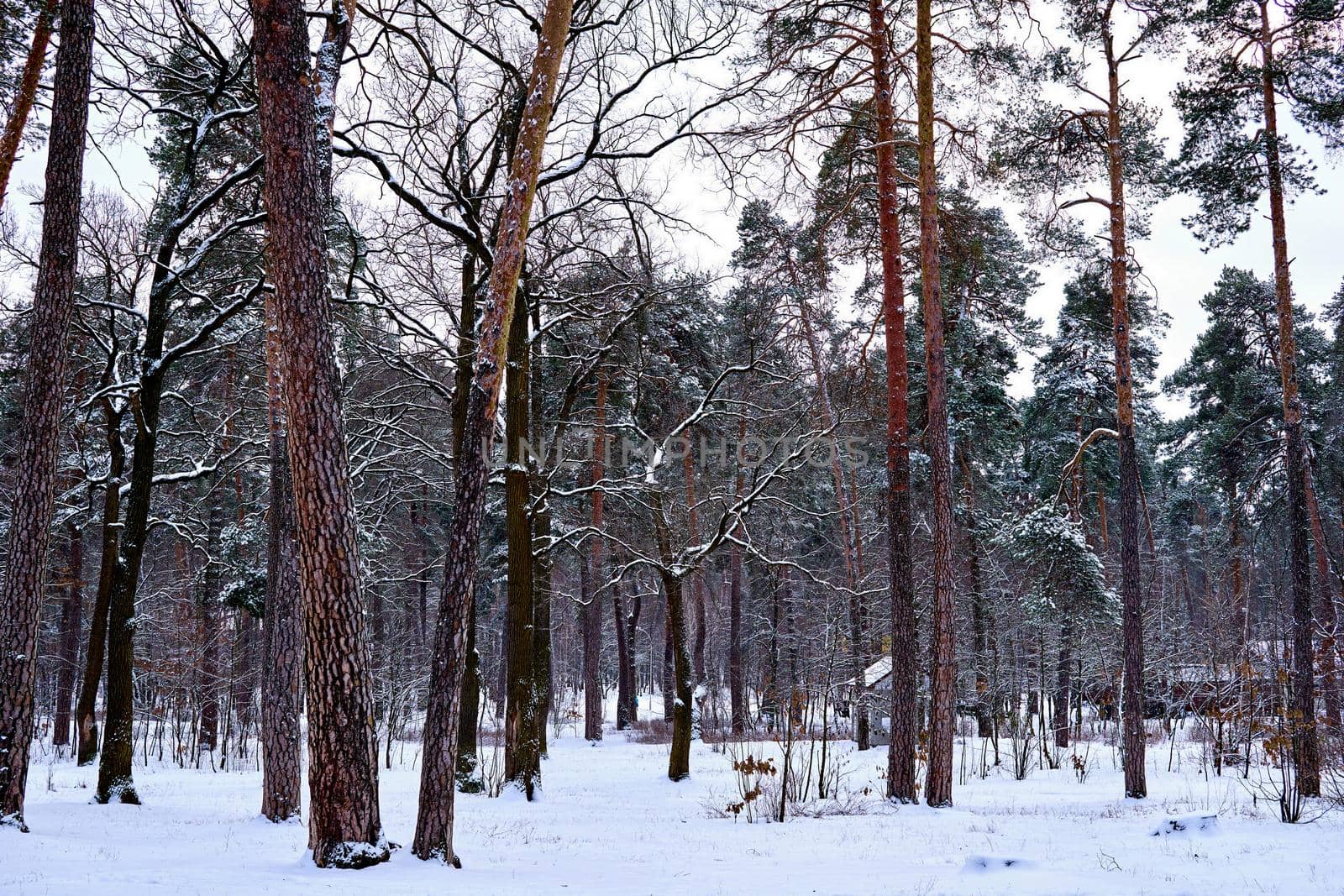 Silence and serenity in a winter park with large pine trees by jovani68