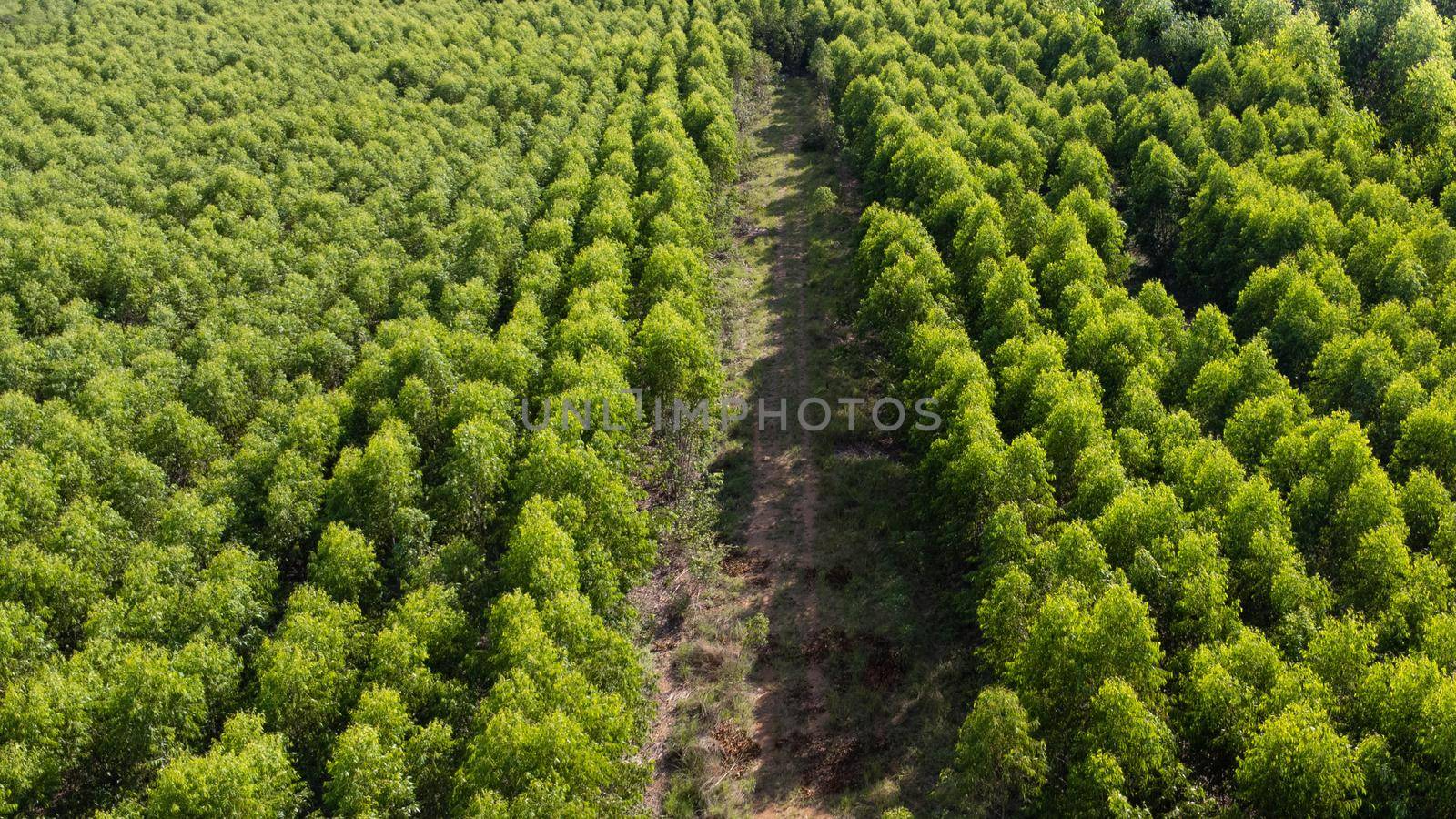 Aerial view of Cultivation trees and plantation in outdoor nursery. Beautiful agricultural garden. Cultivation business. Natural background in motion. by TEERASAK