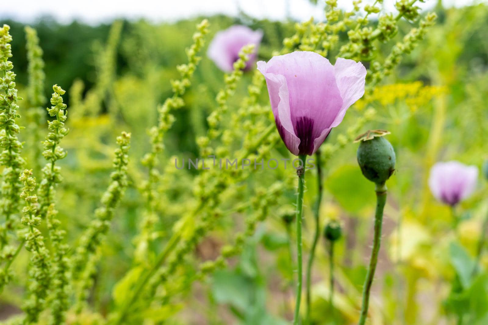 Purple poppy flower on a background of various greens. Soft focus and copy space.