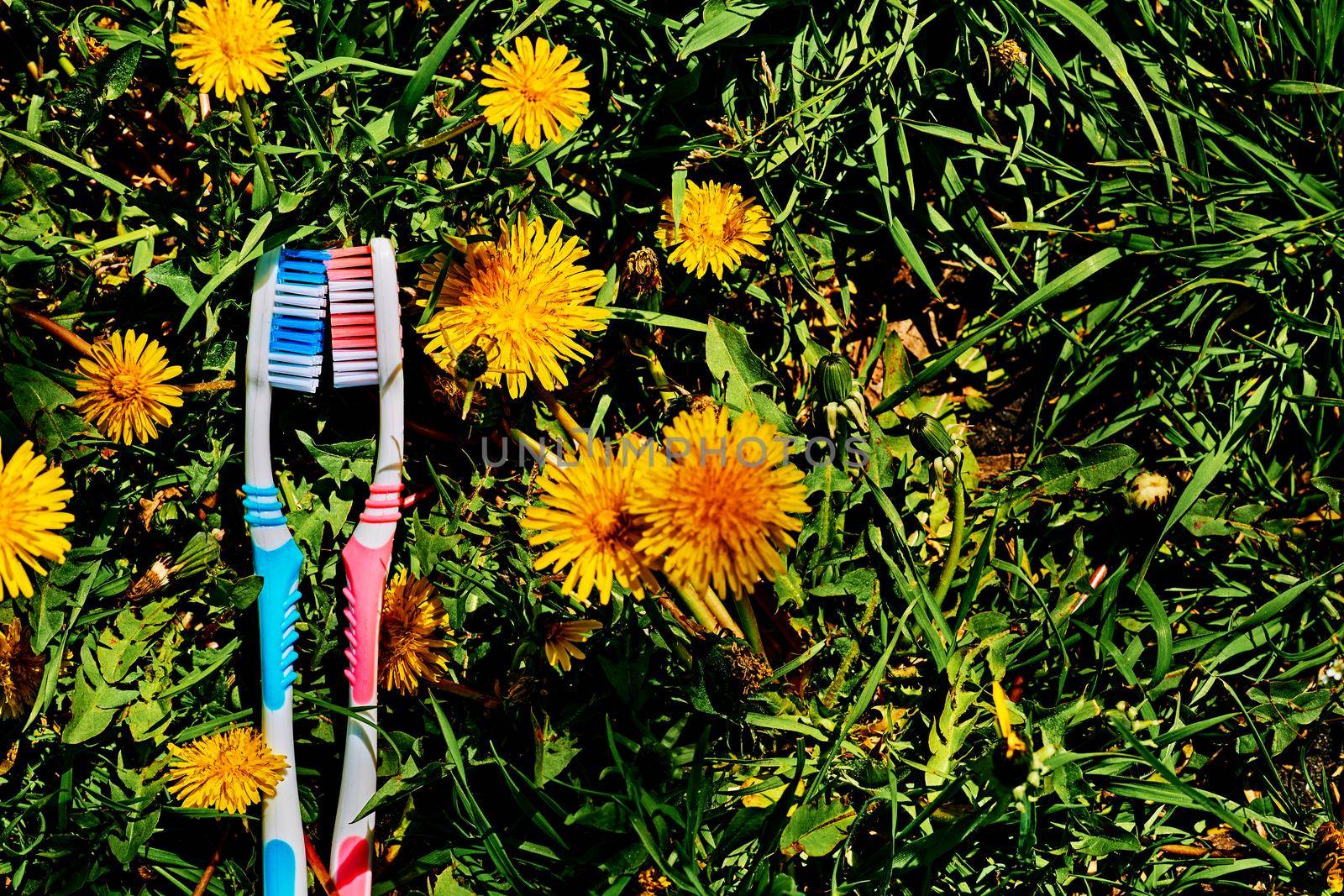 Two toothbrushes on a green and yellow dandelion carpet. by jovani68