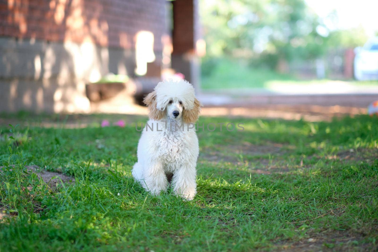 Apricot poodle puppy sitting on the grass in the background of the house.