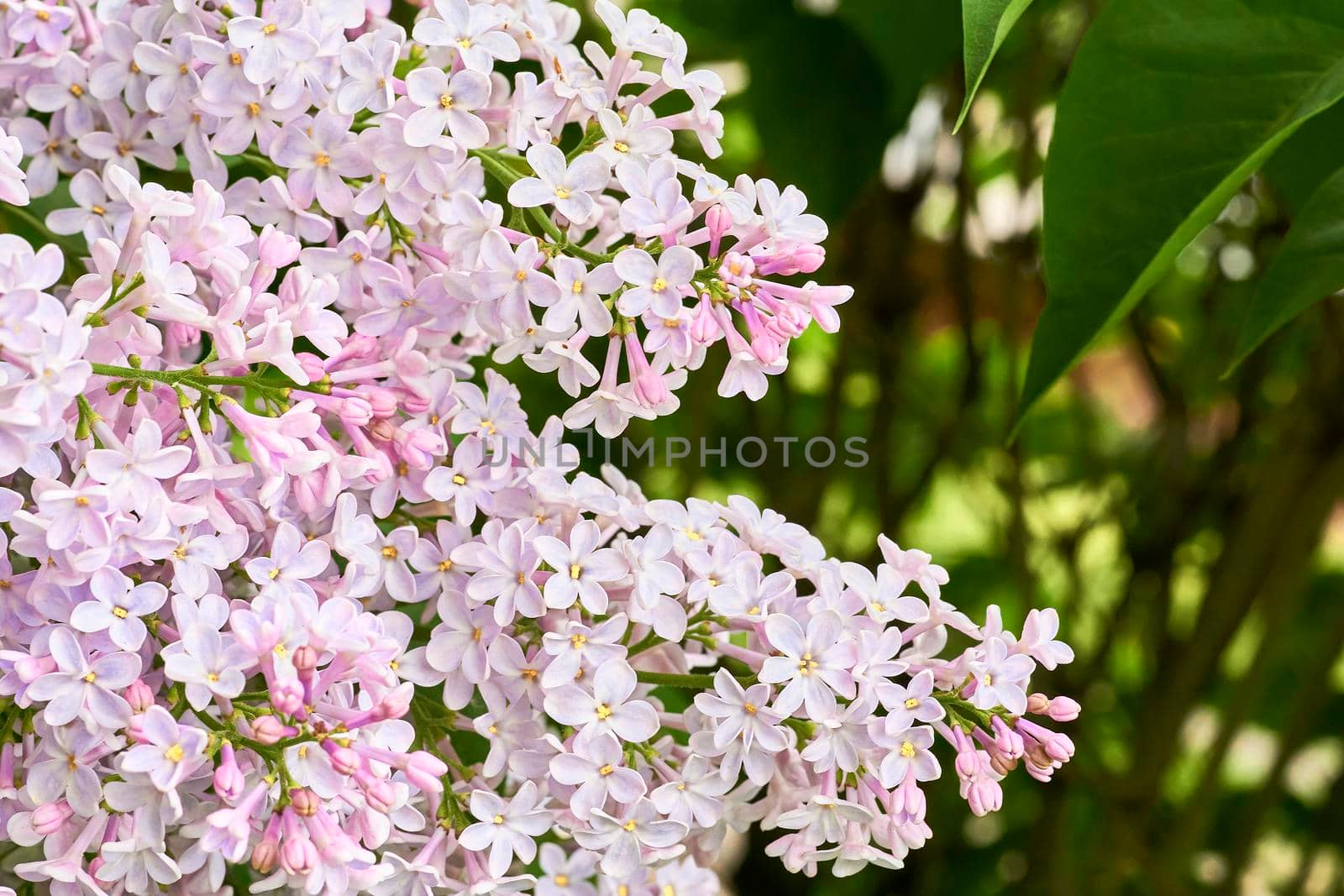 a Eurasian shrub or small tree of the olive family, that has fragrant violet, pink, or white blossoms and is widely cultivated as an ornamental. Delicate pink white lilac.Love, tenderness and charm