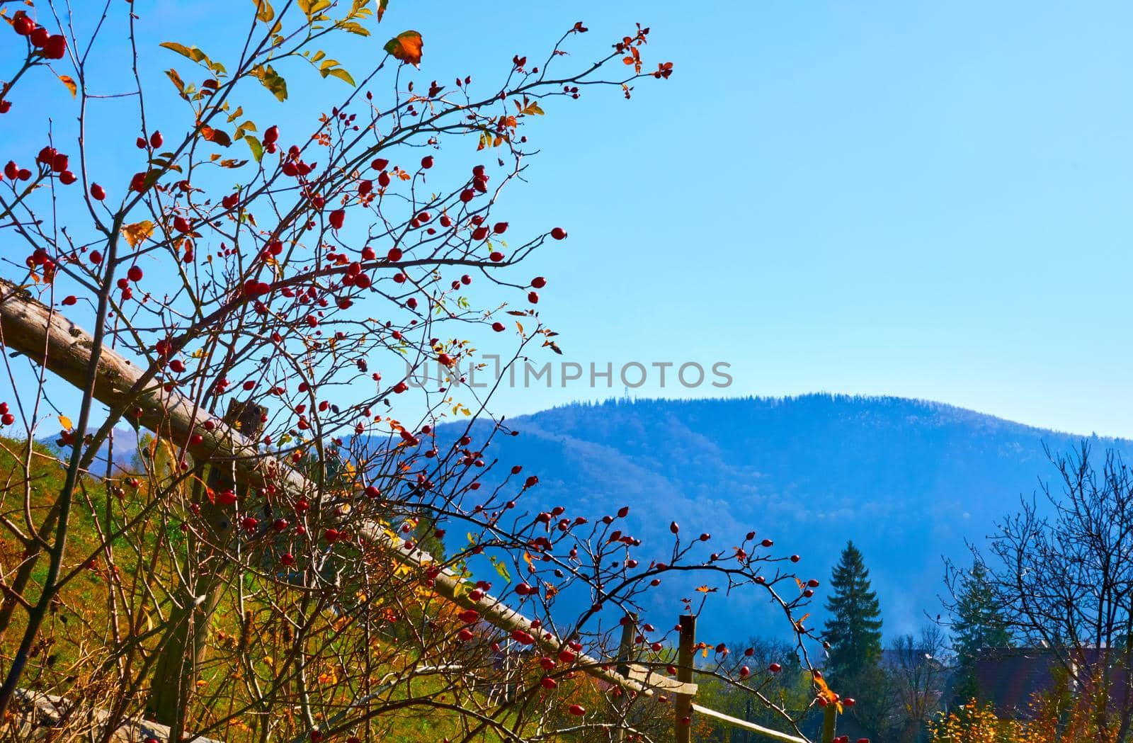 any of a number of prickly scrambling shrubs, especially the sweetbrier and other wild roses. Rosehip bush with ripe healthy berries shining in the autumn sun.