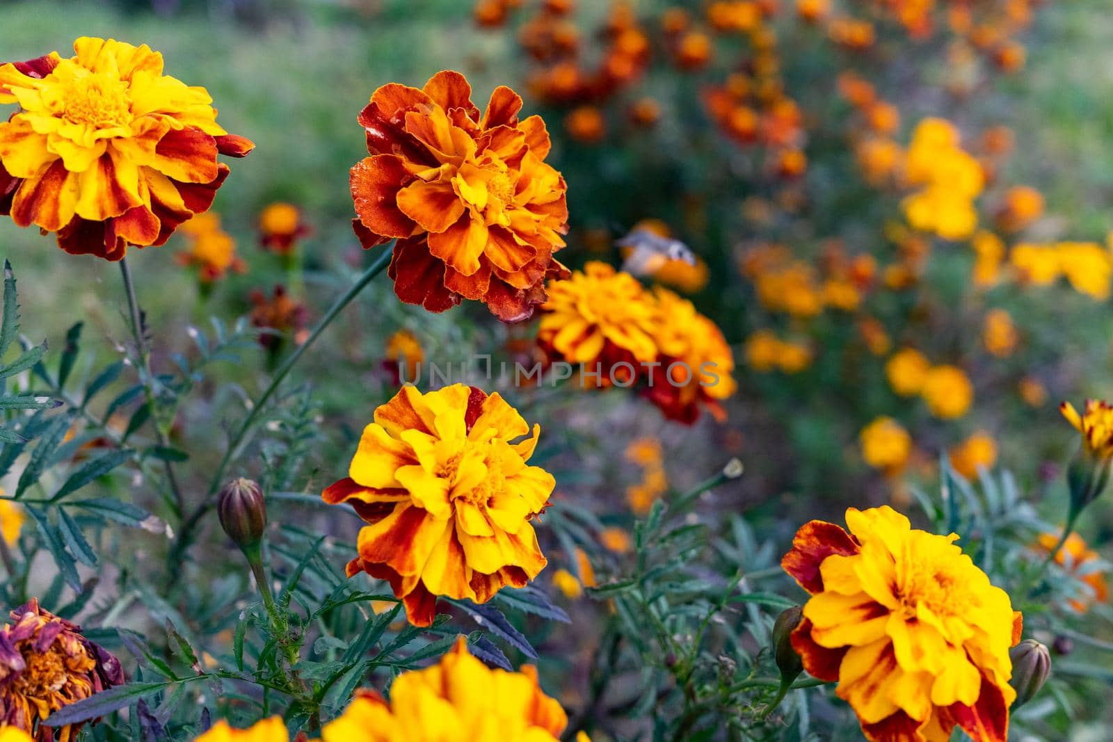 Several marigold flowers close-up. Natural floral background by Serhii_Voroshchuk