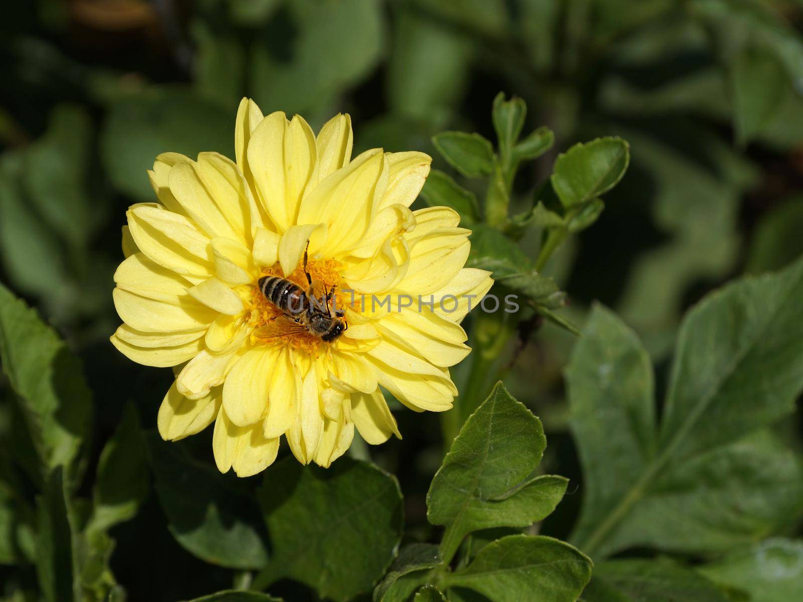 a bee collects nectar on a yellow flower in sunlight close-up