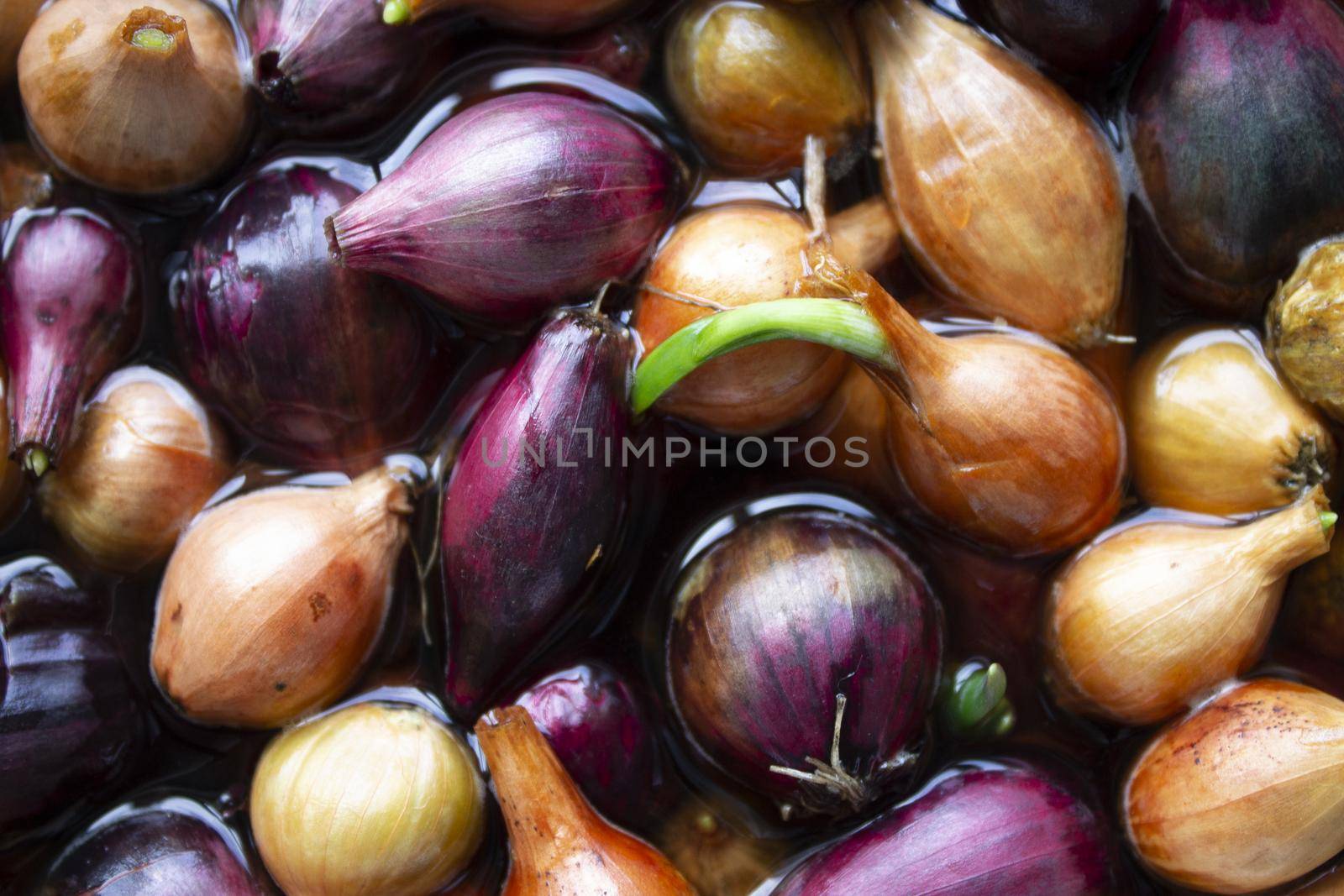 Yellow and purple onions, seedlings, Background of growing onions. There are many growing onion plantations. Rural herbs and vegetables. Sale at the farmer's market. pattern texture