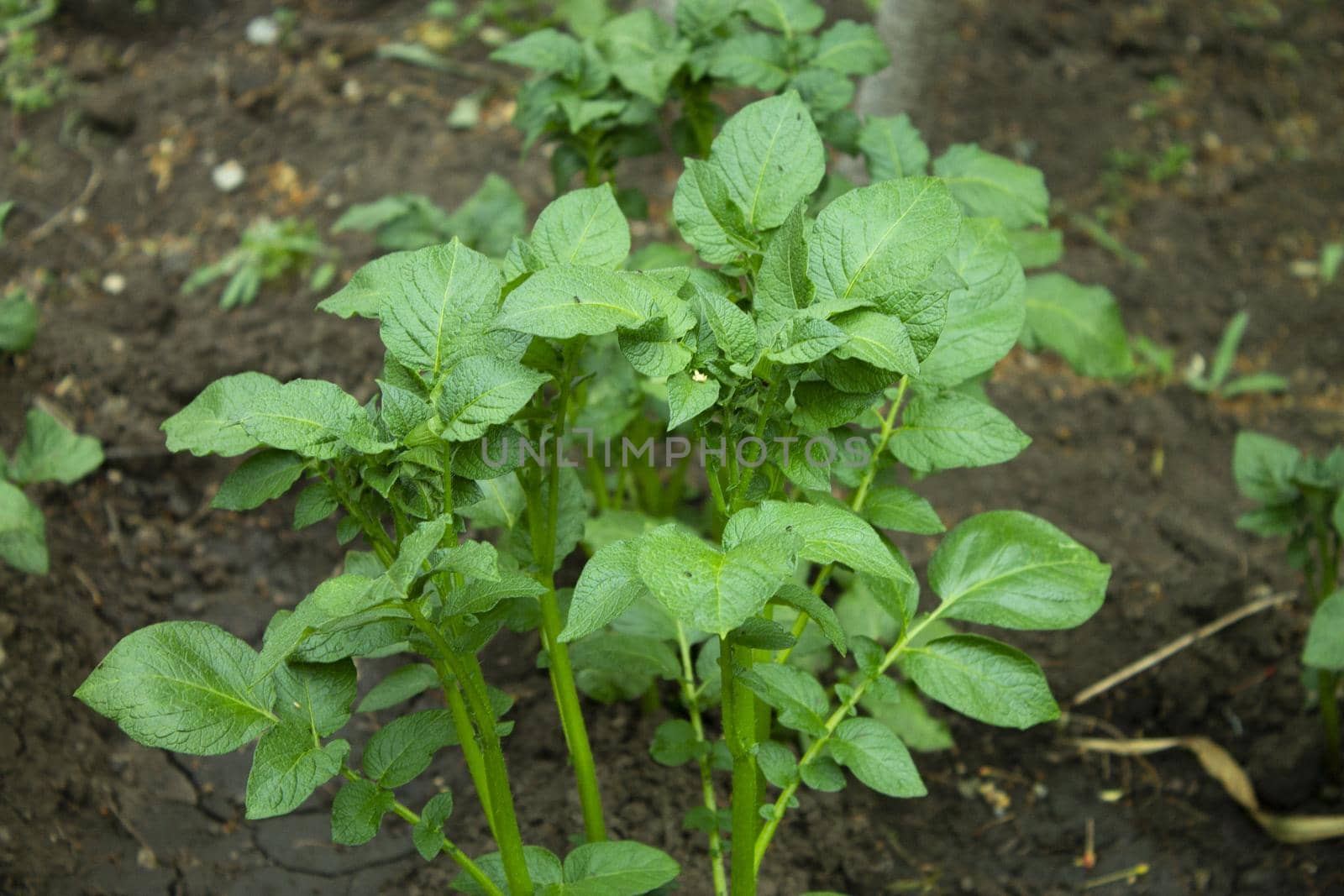 unfocused photo of a young potato bush in a home garden on a blurry background