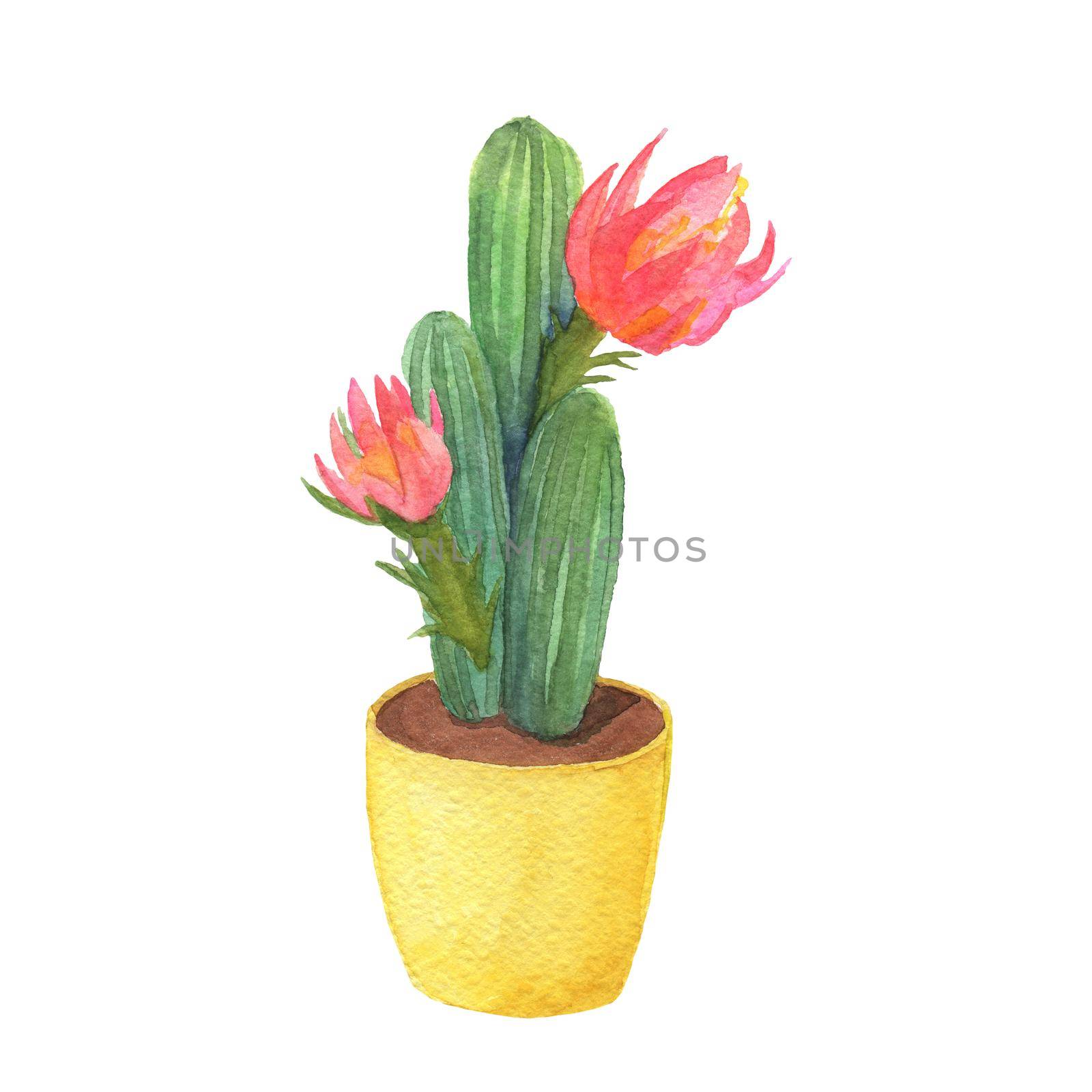 Watercolor hand drawn potted plant cactus with flower. Botanical element for living room isolated on white. Houseplant in pot.