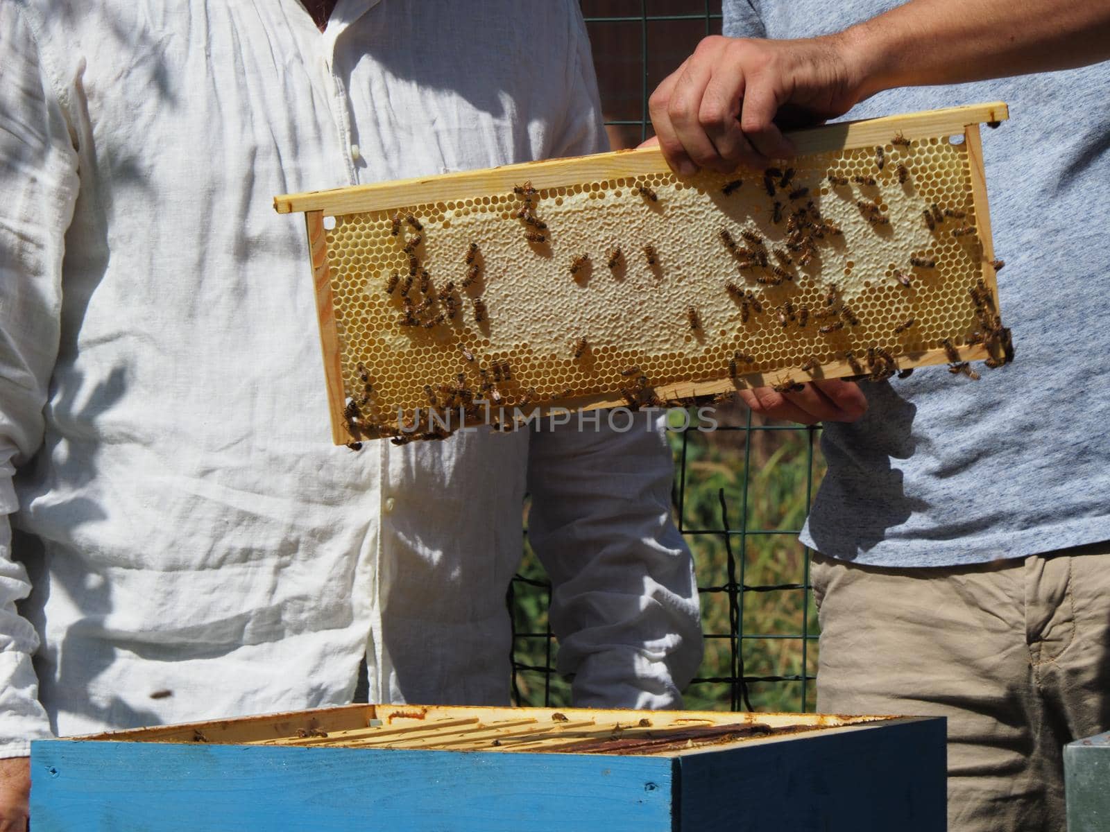 Beekeeper working with bees and beehives on the apiary. Beekeeping concept. Beekeeper harvesting honey Beekeeper on apiary.