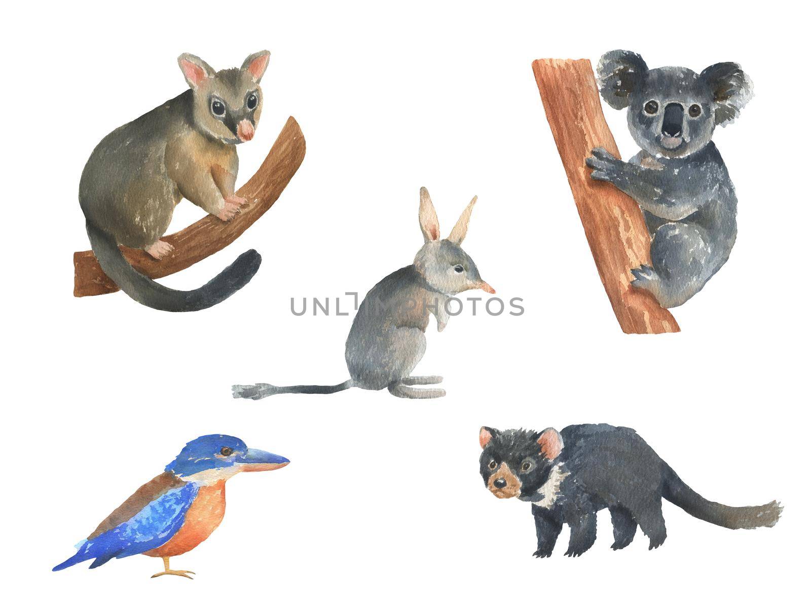 Set of Australian animals watercolor illustration isolated on white background. Cute hand drawn possum and koala. Australia Day by ElenaPlatova