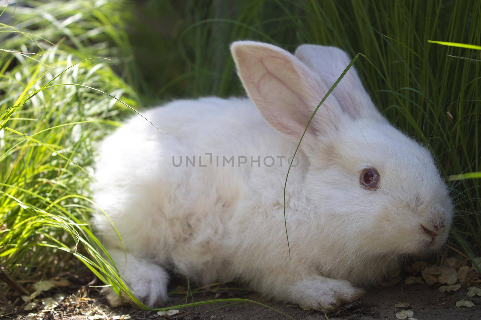a frightened white rabbit in the green grass by Eldashev