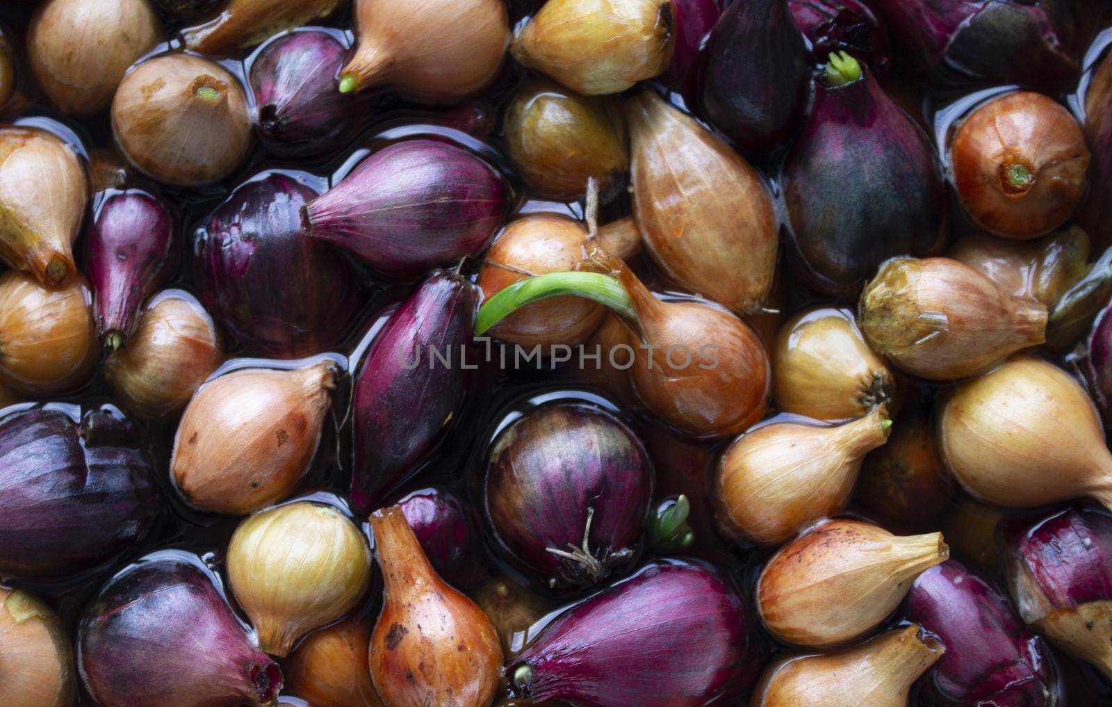 Yellow and purple onions, seedlings, Background of growing onions. There are many growing onion plantations. Rural herbs and vegetables. Sale at the farmer's market. pattern texture