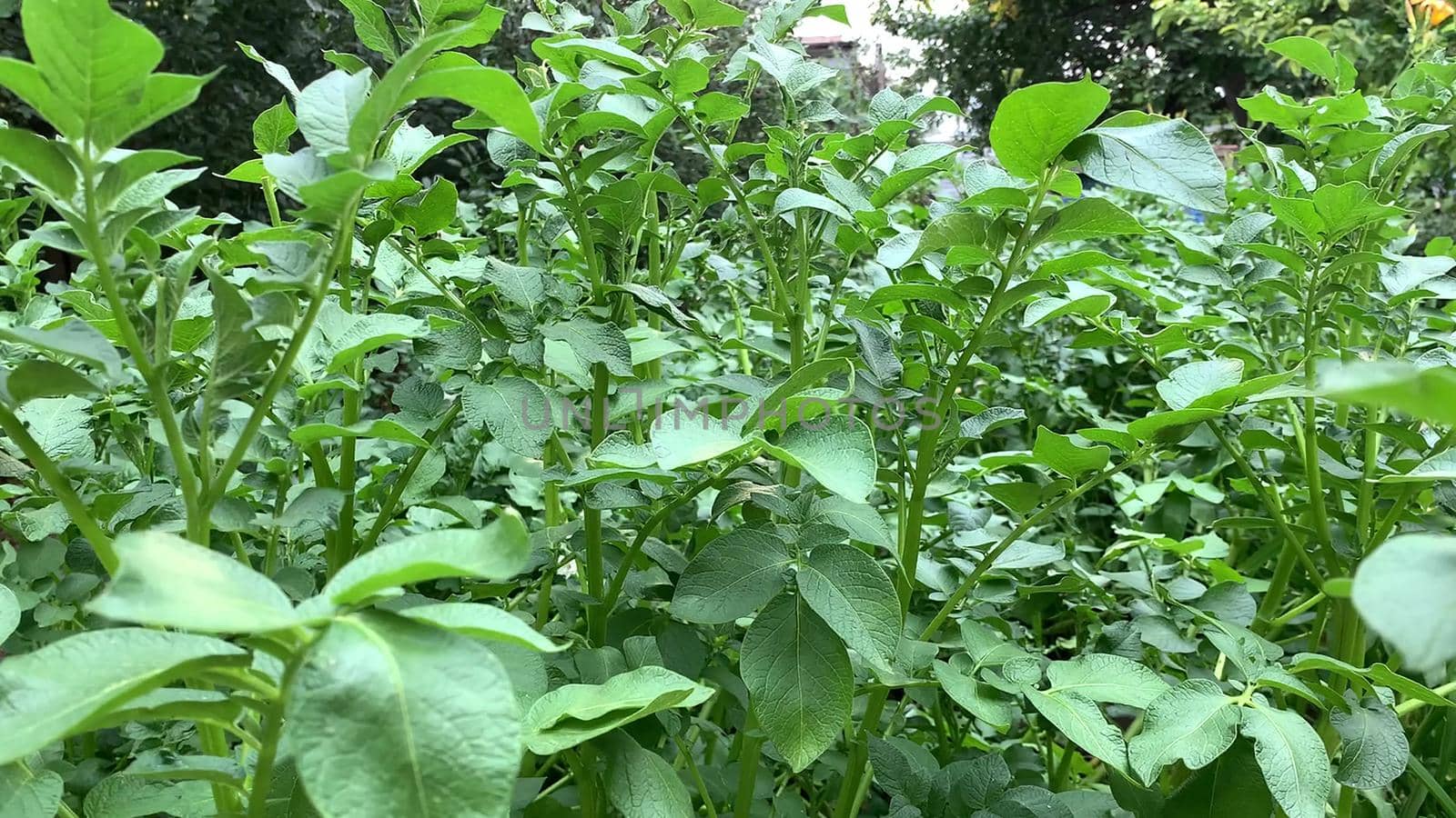 vertical photo of a field of green potato plants