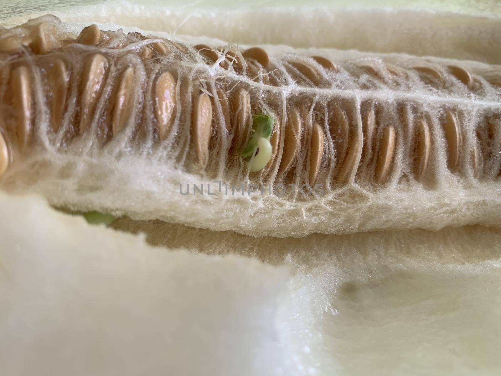 a green sprout in the seeds of a cut melon by Eldashev