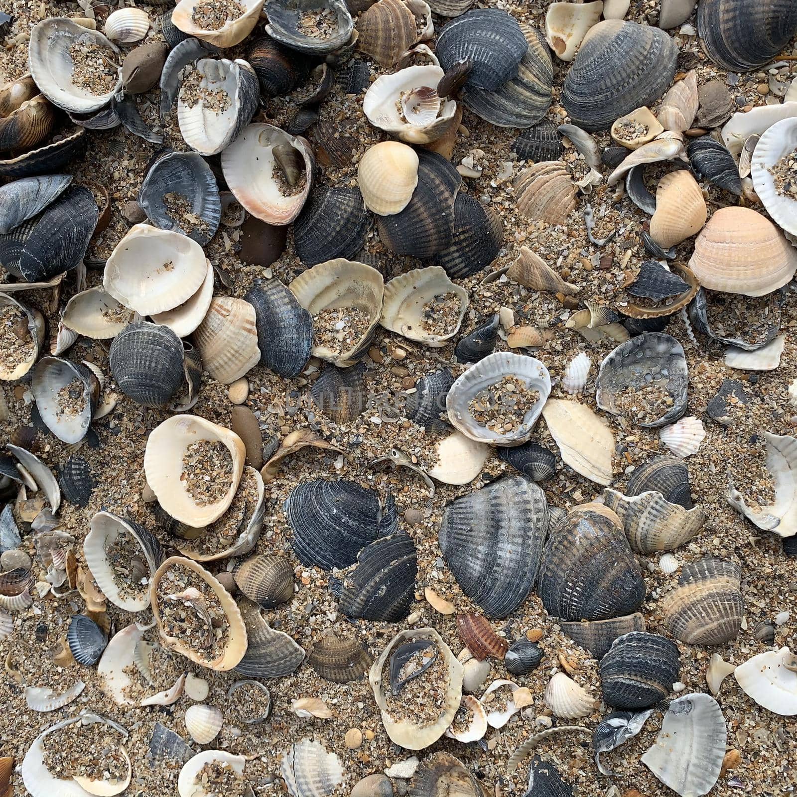 plenty colorful seashells on fine sand and garbage
