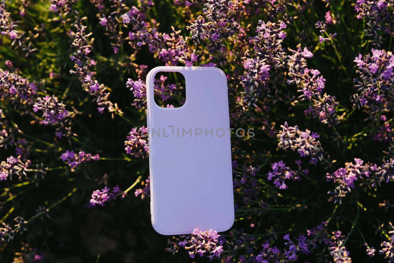 Silicone check for a smartphone lies on a lavender bush. Natural background. Lavender cultural field. Protective phone case lilac color.
