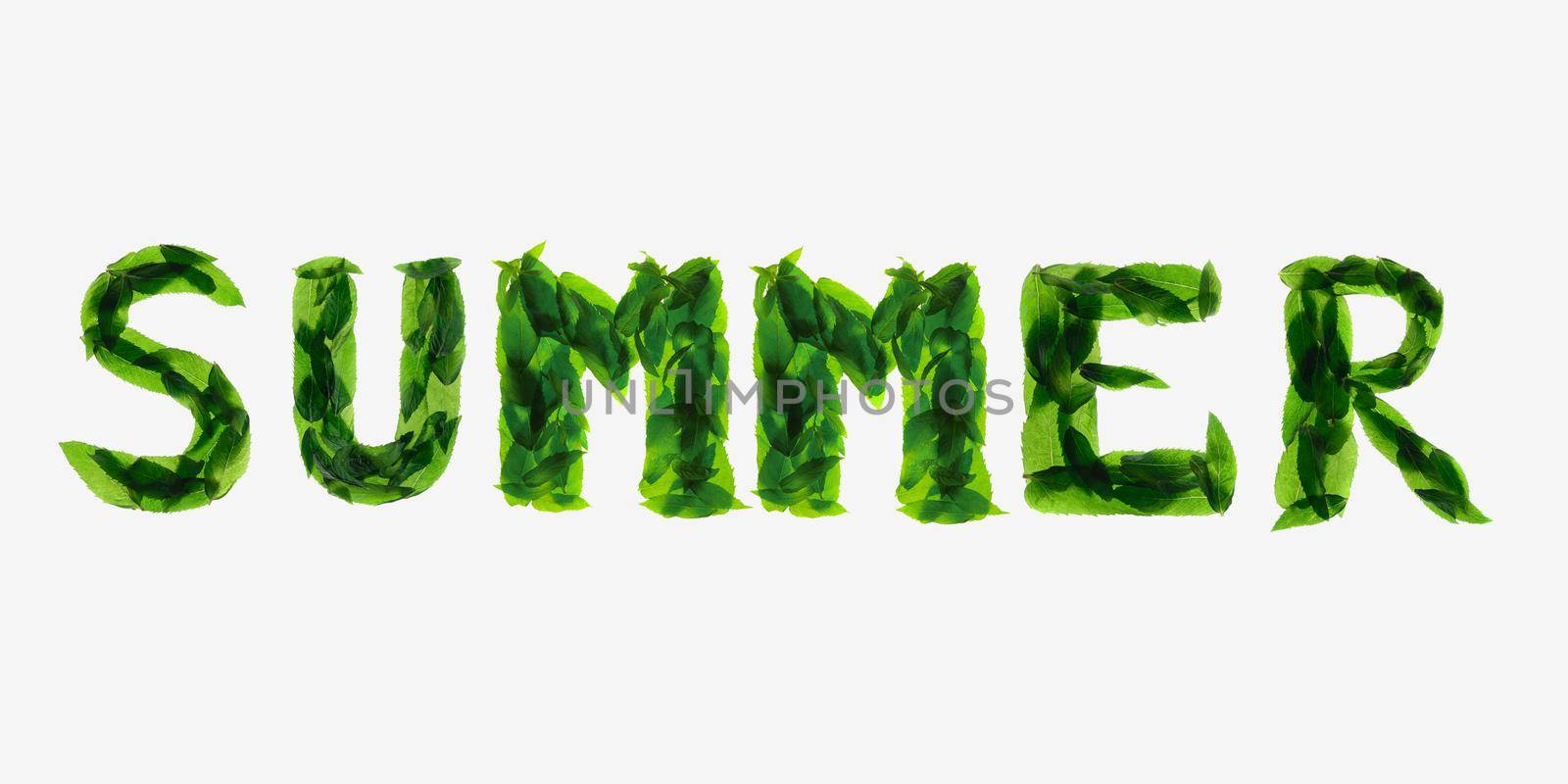 Mint leaves isolated on white background. The inscription calligraphic font: summer. Illustration. Ingredient for cocktails, desserts and other dishes. Photos with the inscription.