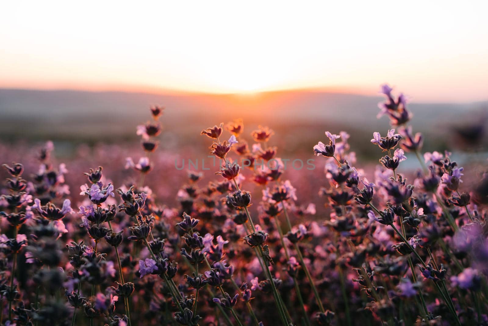 Cultivation of lavender for processing and production of oils, perfumes, cosmetics. Lavender cultural field. Natural background.