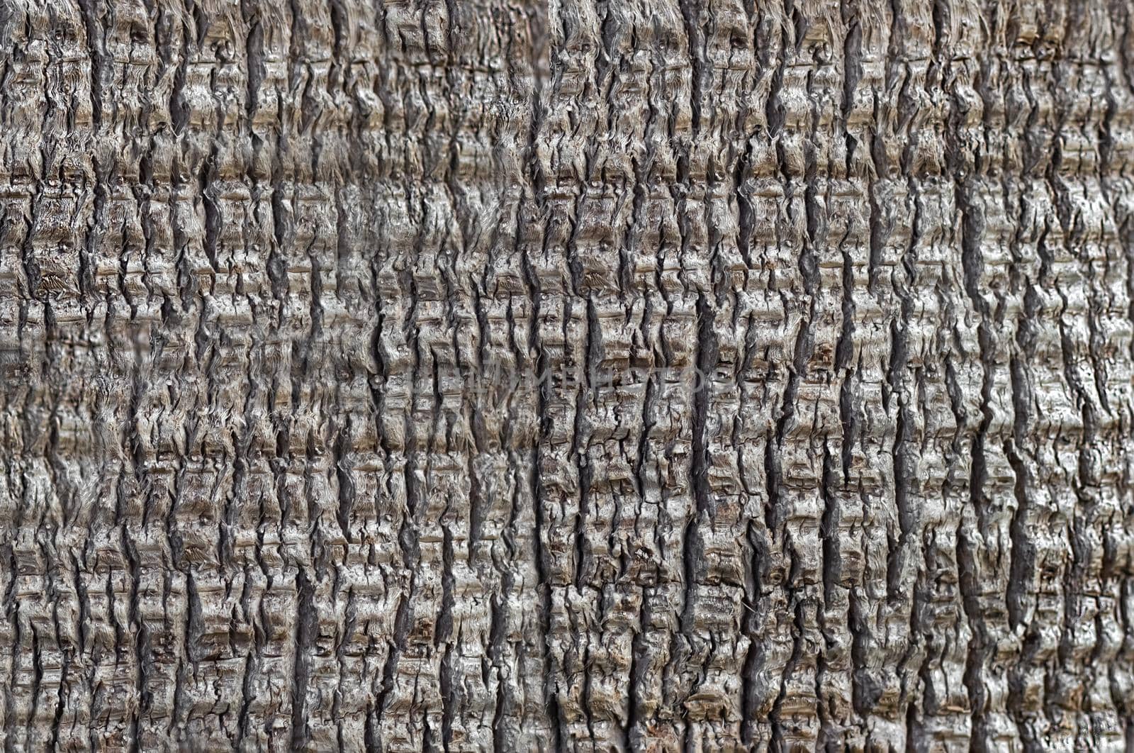 Background texture of palm bark, fine crack pattern by Laguna781