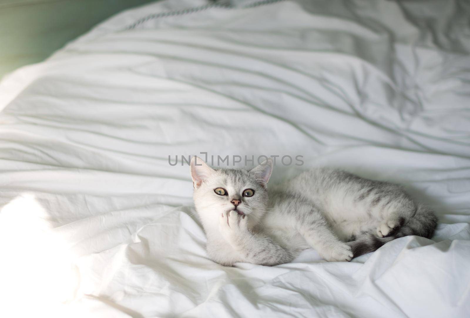 small kitten Scottish straight white with gray stripes is washed in a white bed by KaterinaDalemans